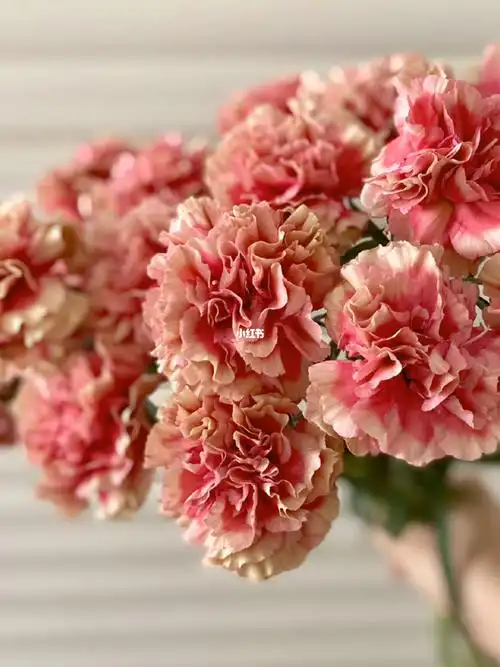 草莓色的康乃馨