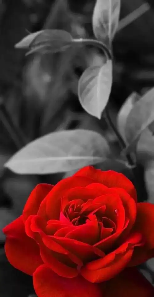 花卉高清壁纸赠人玫瑰手留余香