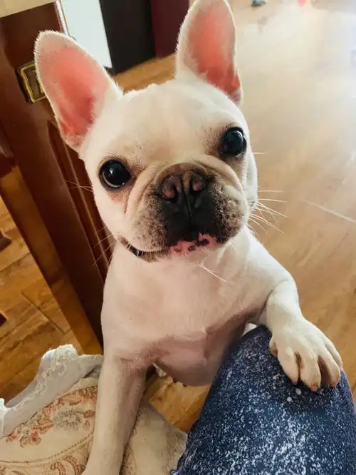 下巴上的一根胡须