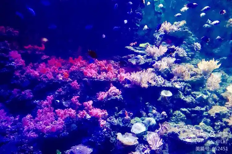 lbt美篇一一珊瑚海探秘