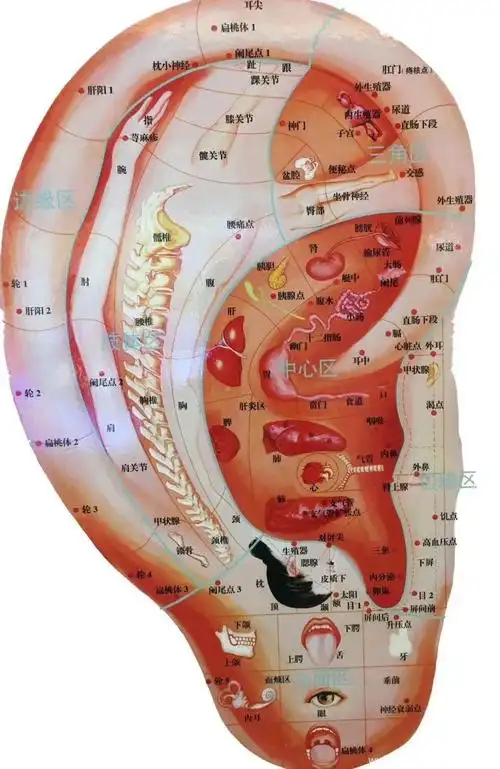 健康科普固本强身每天按摩耳朵七条线