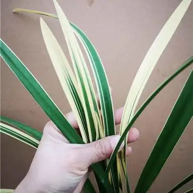 建兰金边艺锦旗5苗