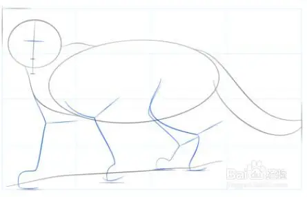 如何画小美洲狮
