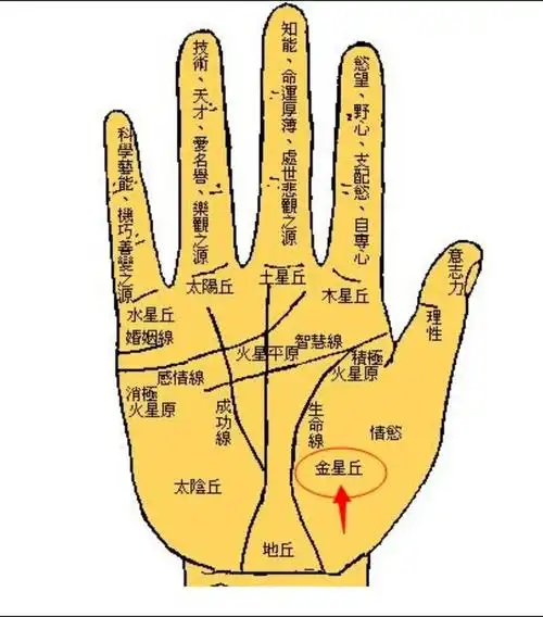 女人手掌心痣,预示福气满满,擅长持家理财