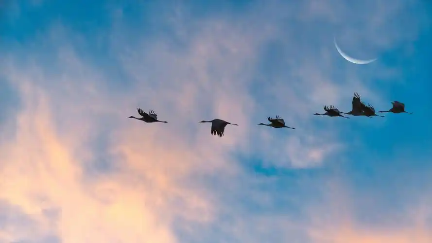 大自然,仙鹤,天空,飞行中的仙鹤壁纸