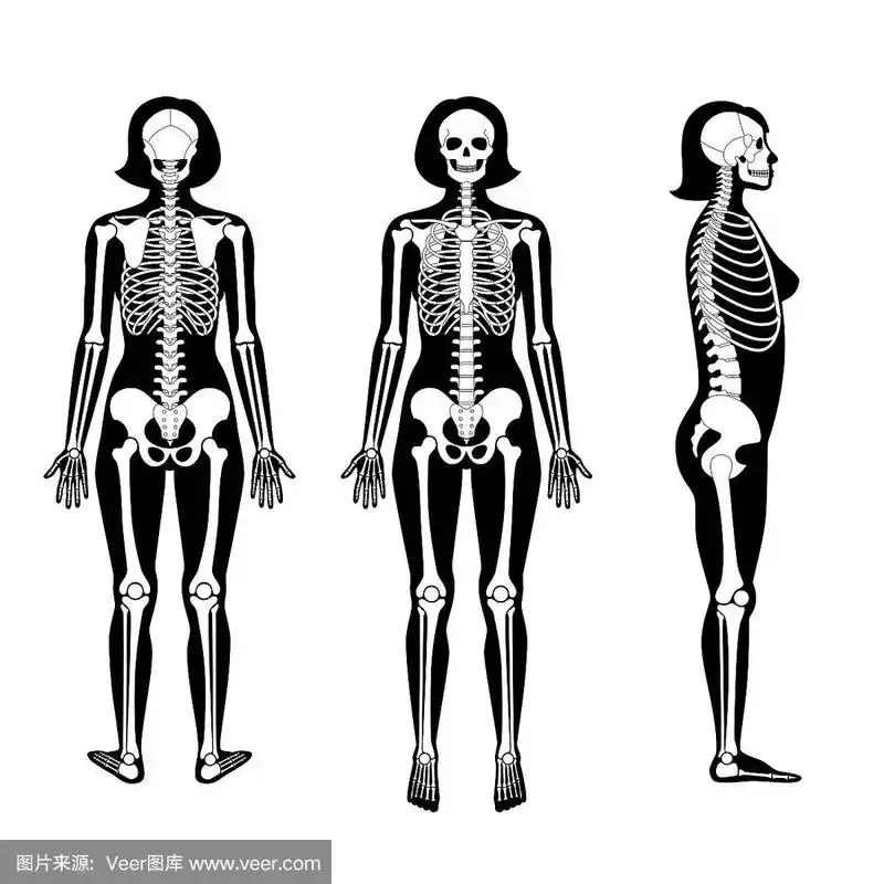 女性骨骼解剖