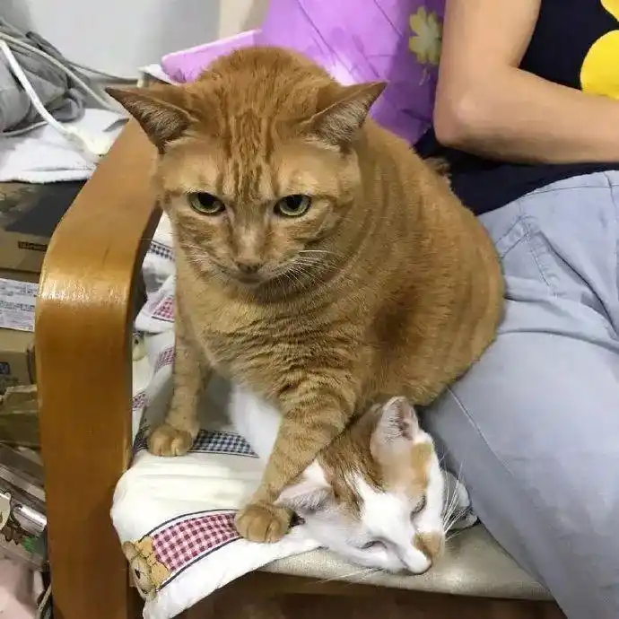 两猫躺沙发上,橘猫非得压在另一猫身上,那表情亮了!