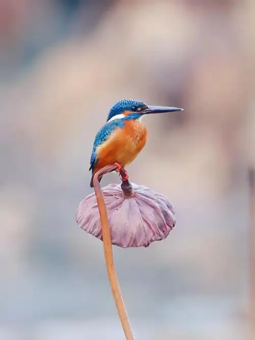 紫金山  #鸟  #观鸟午间走拍,残荷翠鸟