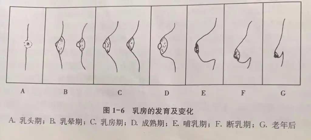 健康科普--乳房发育的过程