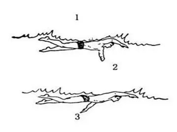 很适合初学者,下面小编介绍一下自由泳的四个动作要领,希望对大家有
