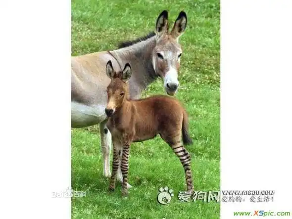 马的为啥那么长?如题