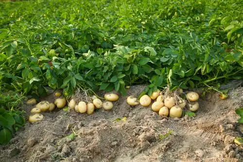 田园里种着的土豆 土豆种植
