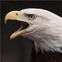 微信头像雄鹰展翅大全【点击鼠标右键下载】