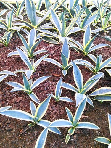 金边莲植物可金边兰带刺金边兰龙舌兰苗金边龙舌兰叶片 海金沙 海金沙