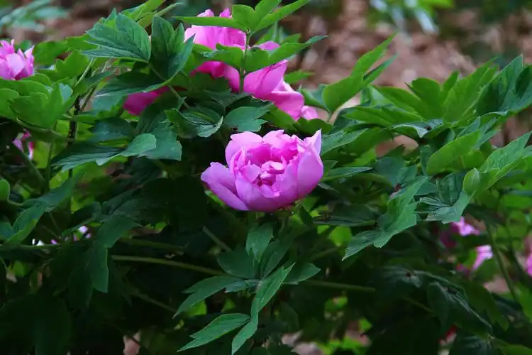 牡丹牡丹花洛阳牡丹甲天下蓝色牡丹