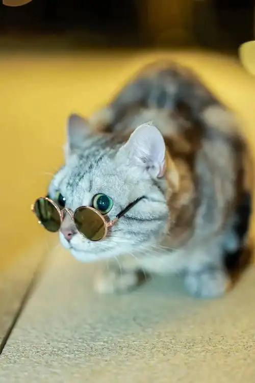 戴眼镜的猫.jpg