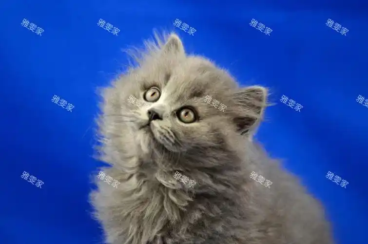 蓝猫  #高地蓝猫  #曼基康矮脚猫  #英国长毛猫  #英短长毛  #眠滗