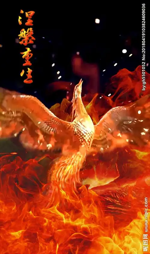 凤凰涅盘重生图片