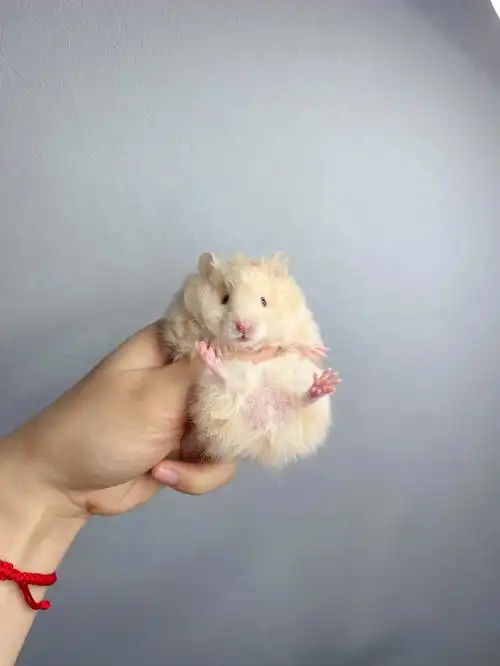 卷毛面纹蜜弟弟找家长