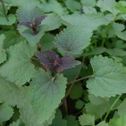 四川新鲜藿香叶鱼香叶农村自种鱼香菜泡茶做菜霍香叶子500净重