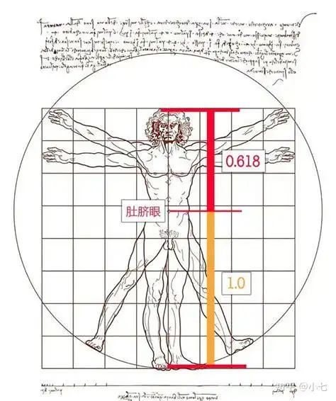 人体黄金分割比例图