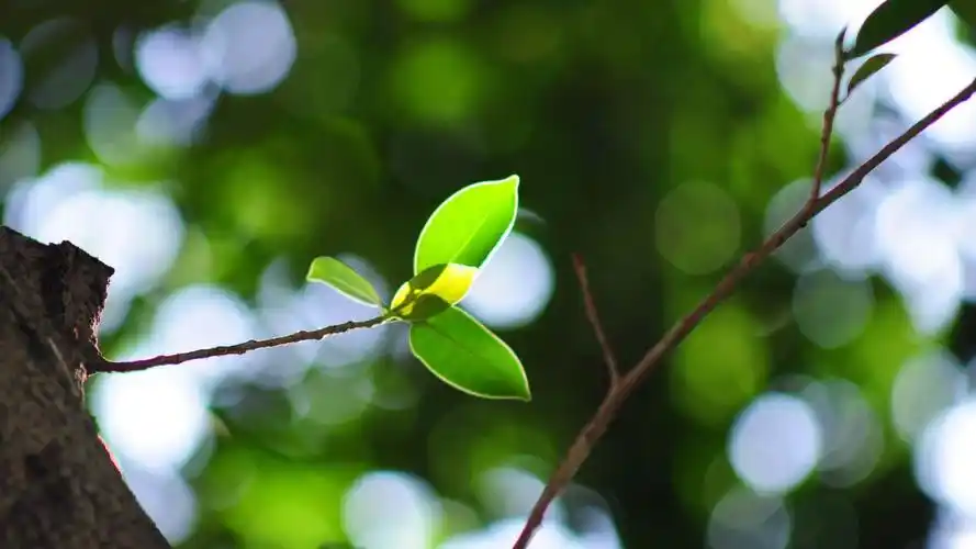 清新绿色护眼高清桌面壁纸