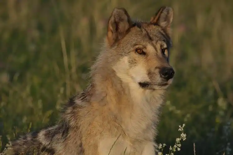 内蒙野狼谷——狼王