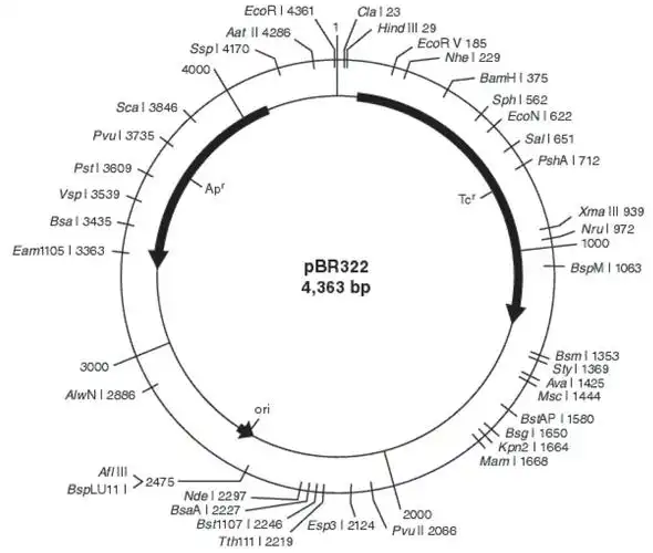 质粒载体pbr322的概述