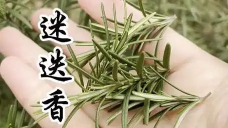 迷迭香,又称海之朝露,你认识这种植物吗?