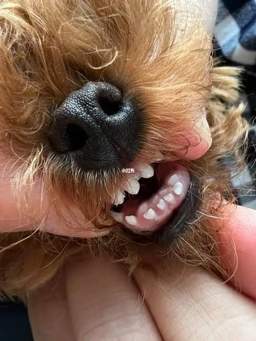 在线求助泰迪牙齿问题