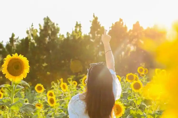 1h直达花海!100万株向日葵开到国庆!