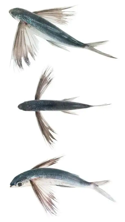 子非鱼安知鱼为啥要上天