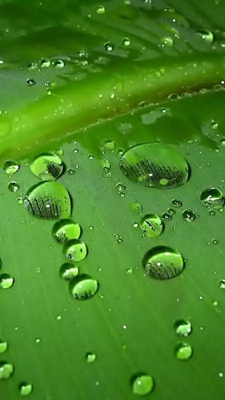 绿色养眼高清手机h5背景