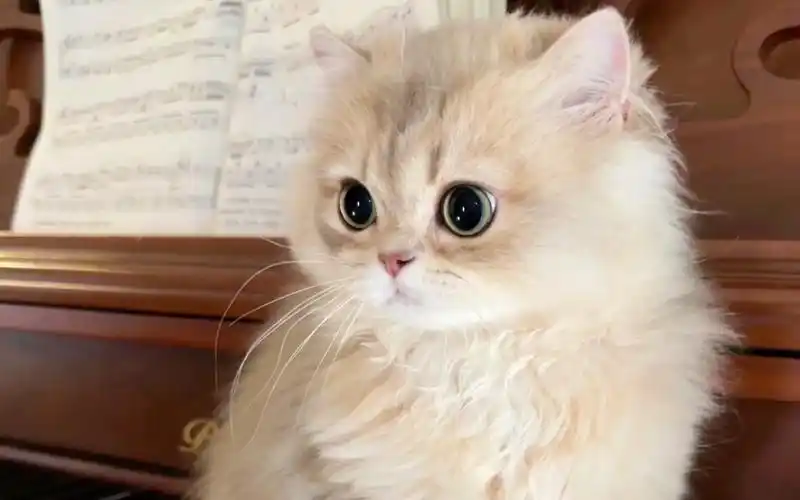 宠物猫长大后的样子