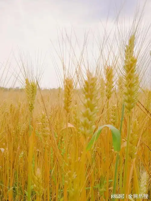 杭州镜头下的麦田之美金灿灿一片希望的田野丰收景象