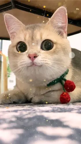 你们见过会笑的小猫咪吗