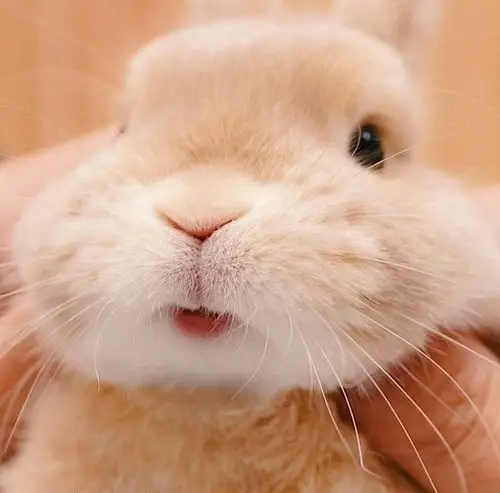 萌出水的小兔子