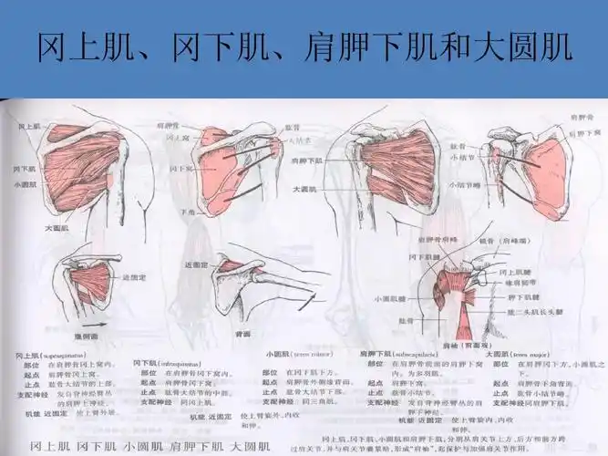 背部肌肉的各种锻炼方法 冈上肌,冈下肌,肩胛下肌和大圆肌