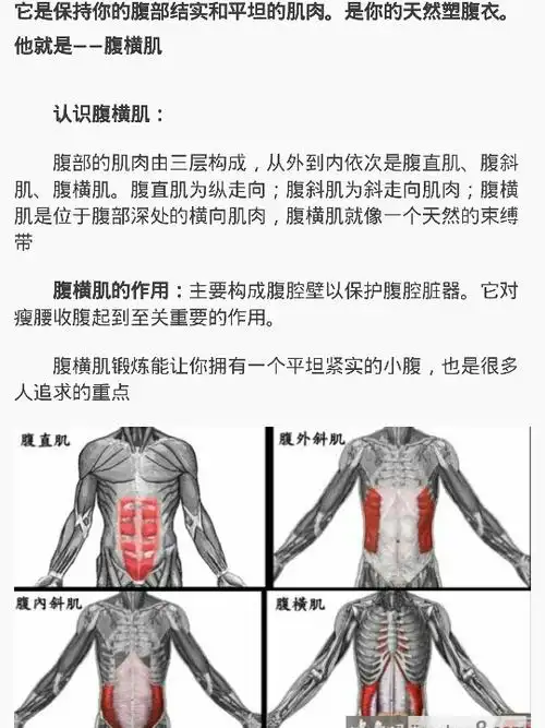 马甲线养成笔记认识腹横肌