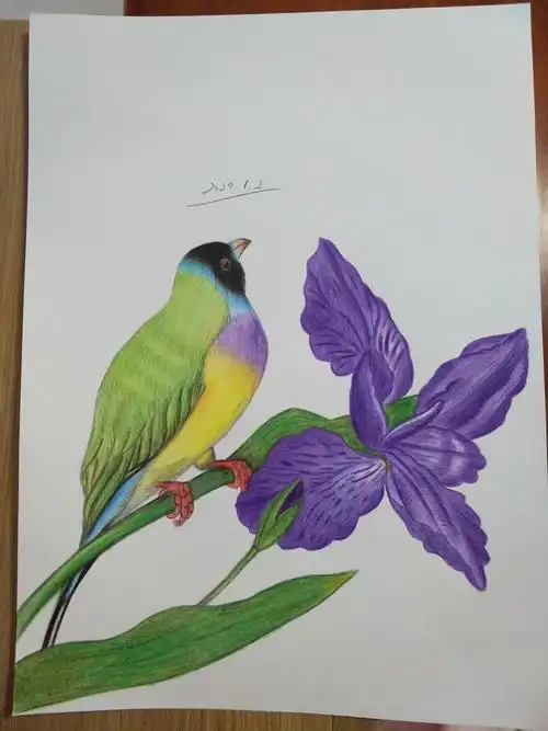 彩铅花鸟|纯艺术|绘画|theresaling - 临摹作品 - 站酷 (zcool)