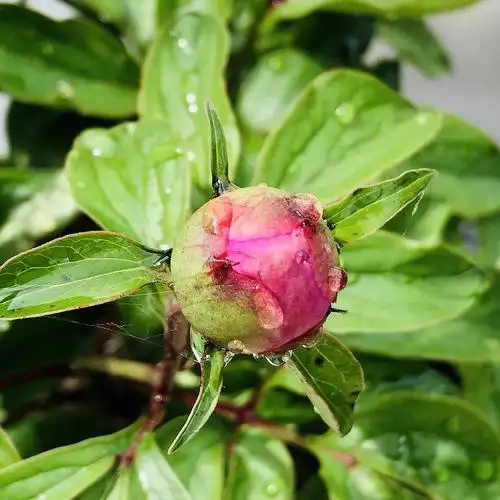 外婆家的芍药大花苞