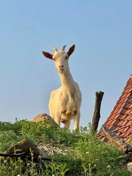 生活在山里所有的景色朴实无华一朵花一片香葱一只小羊对陌生闯入者的