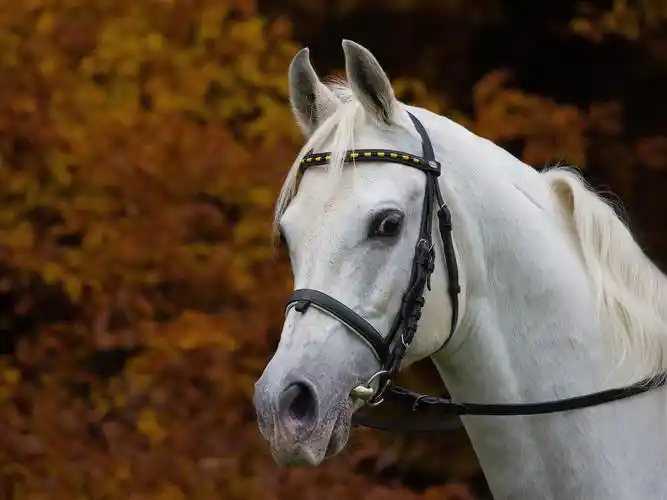 白马,头,鬃毛 壁纸