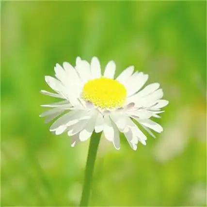 2021最简单的头像干净高清