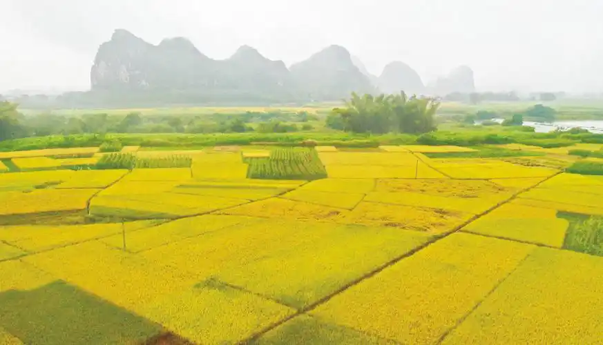丰收的田野 绝美的风景|田野_新浪财经_新浪网