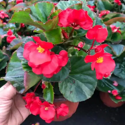 基地批发海棠花比格四季海棠绿植盆栽绿植量大价优一件代发-阿里巴巴