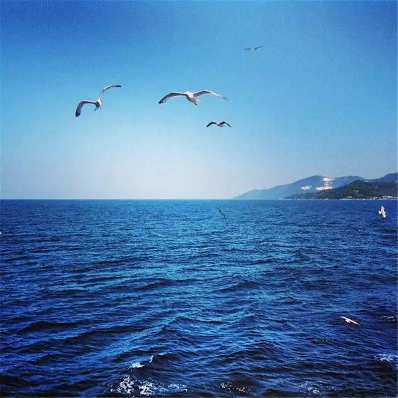 海鸥在海上翱翔,让这座海增添了不少生机