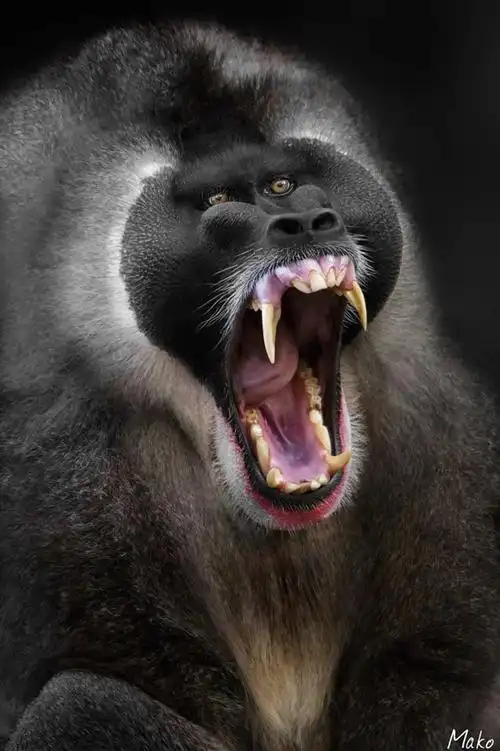 动物的牙齿-第二期