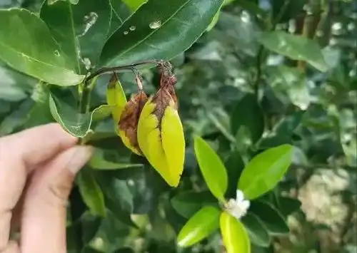 8月份柑橘褐斑病又来了快看看要如何防治吧