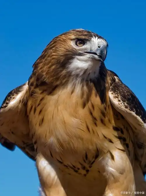 雄鹰:鸟中勇士,搏击长空志高远